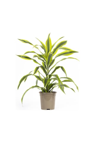 Dracaena Lemon Lime 17 Çap