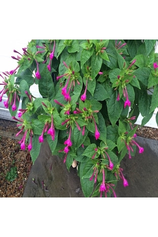 Violet Pink Akşam Sefası Çiçeği Tohumu 20 Tohum