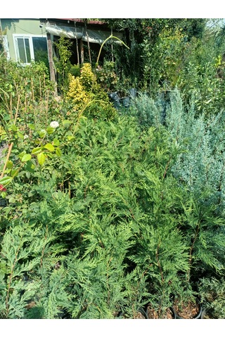 Leylandi Fidanı 40-60 Cm 5 Adet