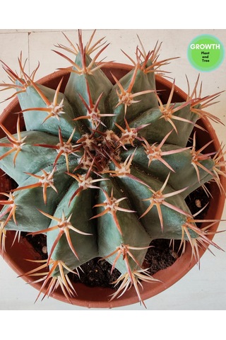 Ferocactus Latispinus 1 Adet