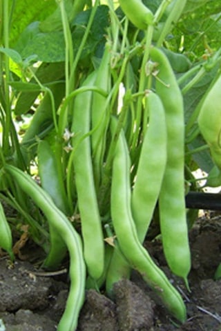 Fasulye Tohumu 50 GR