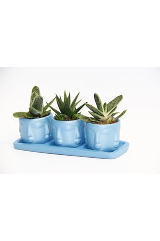 TRİO MAVİ ADLER SUKULENT SETİ - Gasteria, Haworthia