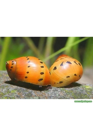 Benekli Nerite Salyangoz 1 Adet