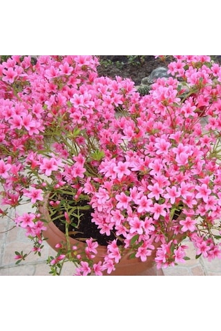 Pembe Bahar Yıldızı Çiçeği Tohum 200 Tohum