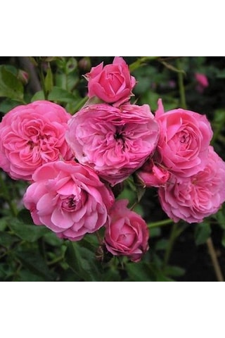Tüplü Katmerli Kordes Rosen Tina Yediveren Soğuklara Dayanıklı Gül Fidanı