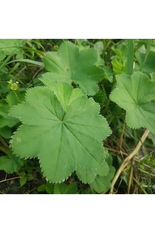 Aslan Pençesi 125 Gram Aslanpençesi Testere Dişli Saplı