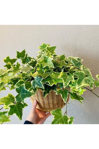 Mini Hedera Alacalı Salon Sarmaşığı- Hedera Helix Variegata Askılı Saksıda 5 Adet