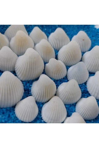 Kuzeylina Hesaplı 1-3 Cm Küçük Deniz Kabuğu Teraryum Deniz Kabukları Silis Akvaryum Süs Ufak Kabuklar 1 KG