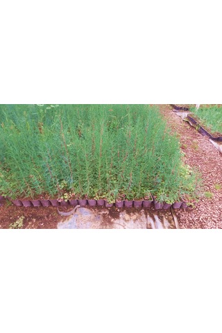 Akdeniz Servisi - Cupressus Sempervirens 5'li Paket