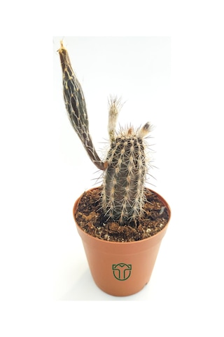 Echinocereus Mirabilis 5.5 Cm Saksıda