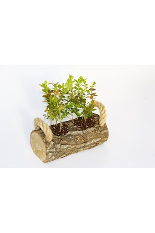 Ofis Bitkisi Buxus 3 Adet - Twin Set  3817
