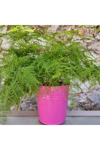 Tül Kuşkonmaz Asparagus Plumosus