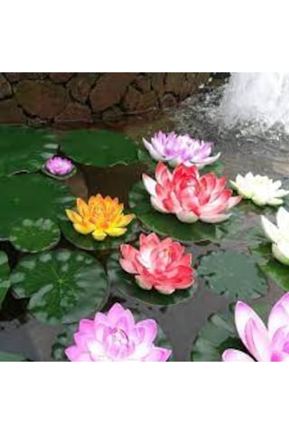 5 Adet Tohum Nadir Karışık Renkli Lotus Su Çiçeği Tohumu Organik