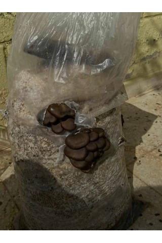 4 Adet 6 Lt 3 Kg Istiridye Mantarı Miseli Tohum Kompostu