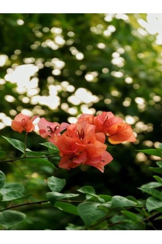 Videolu Mis Kokulu 1adet Turuncu Begonvil Çiçeği Fidanı Saksılı 60-120cm Bougainvillea