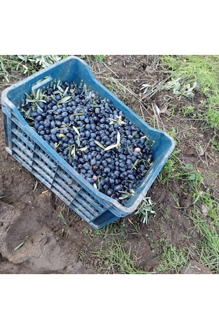 Gemlik Sofralık Siyah Zeytin L 2kg