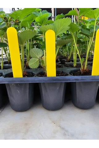 Bitki Etiketi 1,5 12,5cm Sarı 100 Adet Ve Mavi Asetatlı Kalem Ta