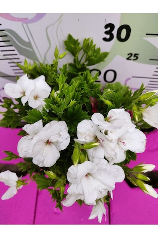 Beyaz Ceylangözü Sardunya Pelargonium Domesticum - Renkli Süs Bitkisi