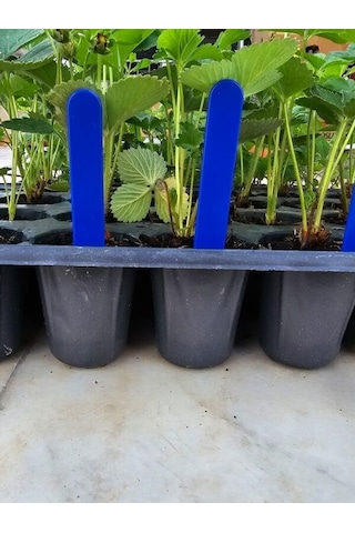 Uğurbatınbitki Etiketi - Fidan Etiketi - Fide Tanıma Etiketi Mavi