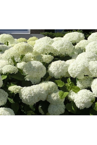 Ortanca Hydrangea Arborescens Strong Anabel 2l-40cm