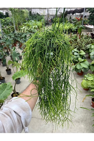 Rhipsalis Baccifera