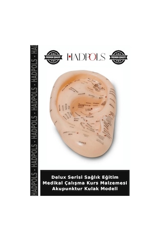 Delux Serisi Sağlık Eğitim Medikal Çalışma Kurs Malzemesi Akupunktur Kulak Modeli