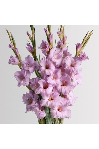 5 Adet Lila Glayöl Swan Gladiolus Çiçeği Soğanı