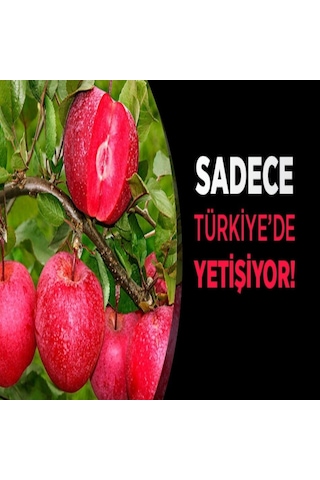 Tüplü Yarı Bodur Nadir Bulunan Içi Dışı Kırmızı Elma Fidanı