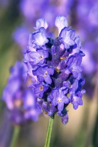 Lavanta Tohumu Lavendula Offinalis
