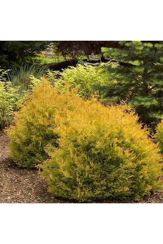 1-2 Yaş Arası Tüplü Raingold Mazı Thuja Occidentalis 'rheingold