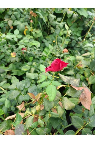 Yediveren Gül Fidanı 30-70 Cm