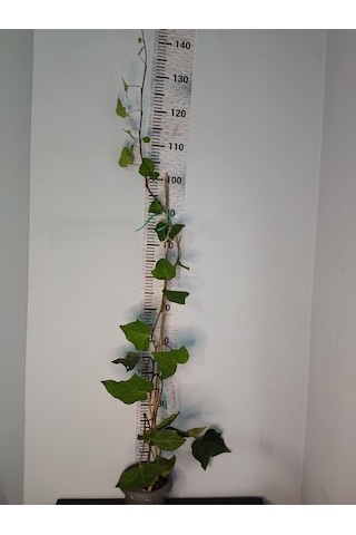 Duvar Sarmaşığı Hedera Helix 80-100 Cm