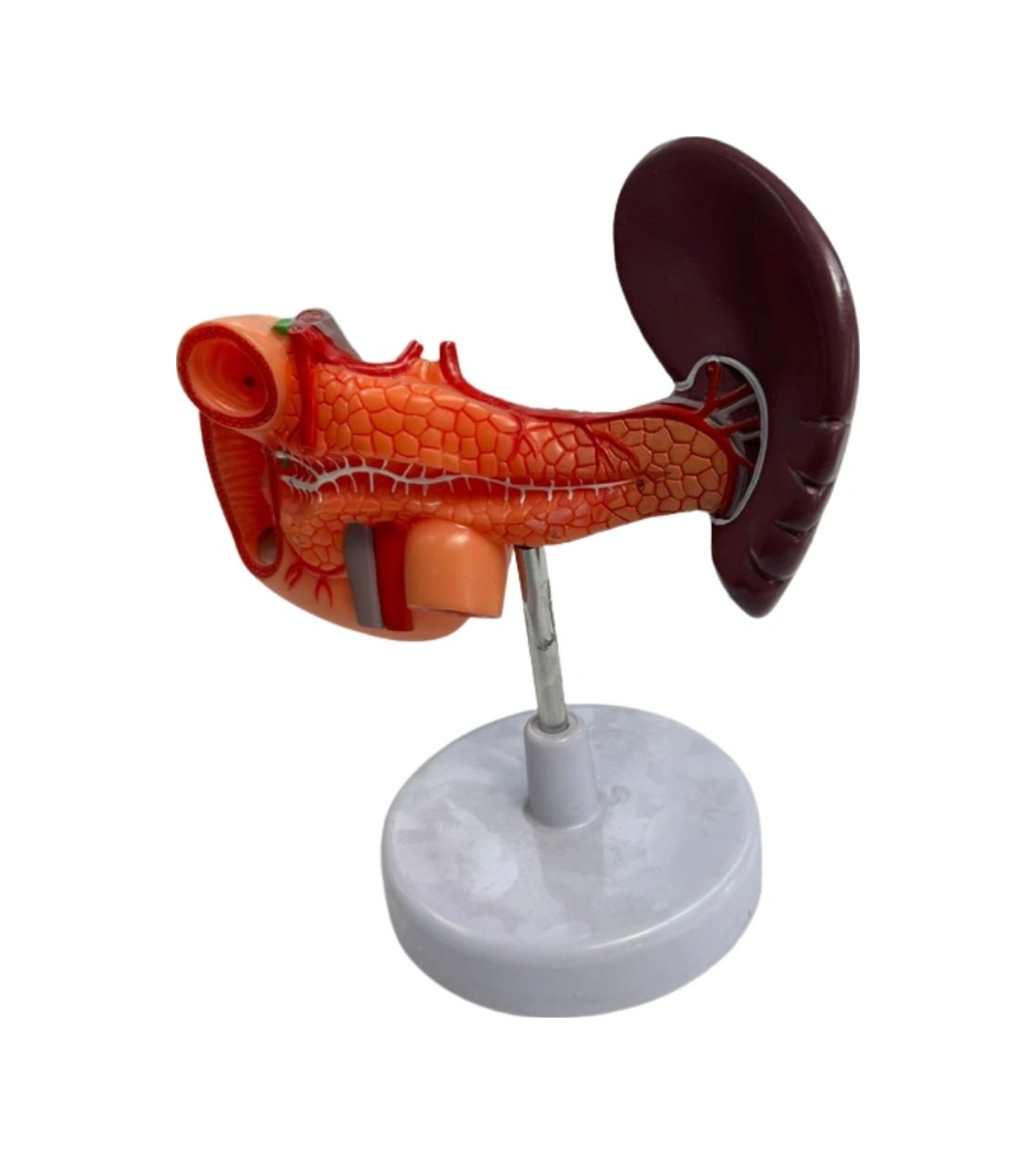 1:1 Yaşam Boyu Anatomik İnsan Pankreas Duodenum Ve Dalak Modeli Eğitim Materyali Çok Renkli