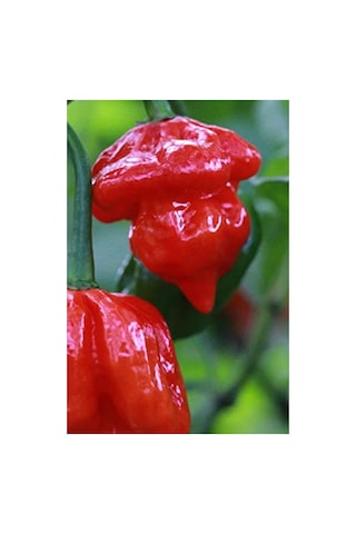 Dünyanın En Acı Trinidad Scorpion Biber Tohumu, 20 Adet