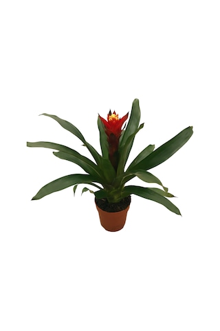 Guzmania Lingulata 'Happyness' (Guzmanya) Ø12 CM Y35-40 CM