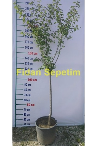 4 Yaş Aşılı Papaz Erik Fidanı