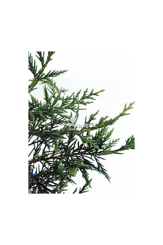 Cupressocyparis Leylandi N11.24996