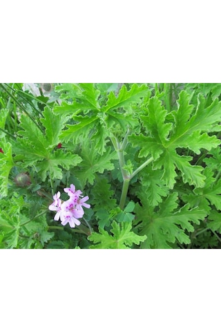 Palergonium Graveolens Itır Gül Damlası Çiçeği 10-20 Cm
