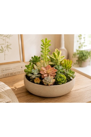 Zevli Canlı Kaktüs Ve Sukulent Seti 12+1 Adet Mini Saksılı Gerçek Salon Bitkileri Koleksiyonu Ev Ve Ofis Dekorasyonu, Succulent Gift Set