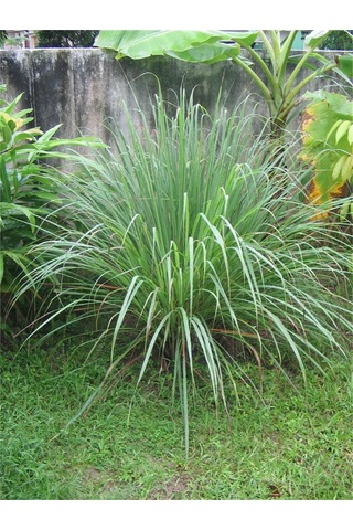 Lemon Grass Fidesi 2 Adet