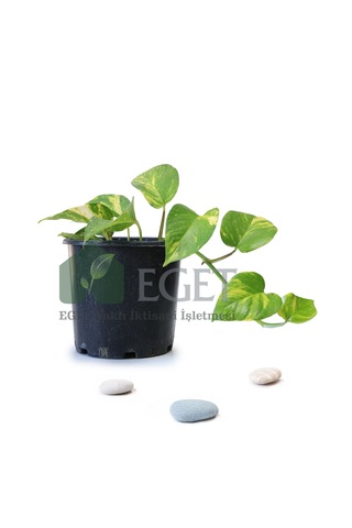 Altın Patos Çiçeği Epipremnum Aureum