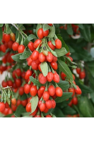 2 Adet Goji Berry Fidanı Nq1 Tombul Meyve Tüplü 1 Yaş 12 Ay Dikebilirsiniz....
