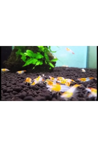Rili Karides Turuncu 4 Ad 1-2 Cm