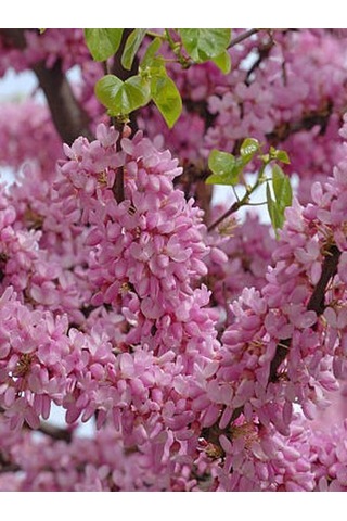Pembe Renk Erguvan Ağacı 1 Adet Saksılı/tüplü 50-70 Cm Bahçe Ağacı