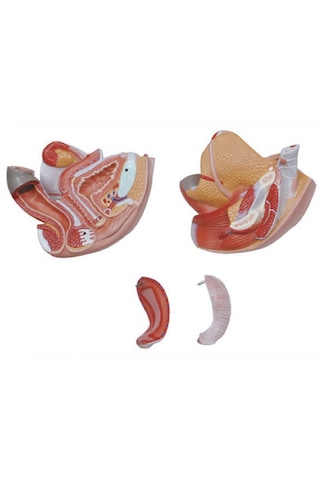 Kadın Genital Organ Modeli, 4 Parçalı - Genital Organ Maketi 01