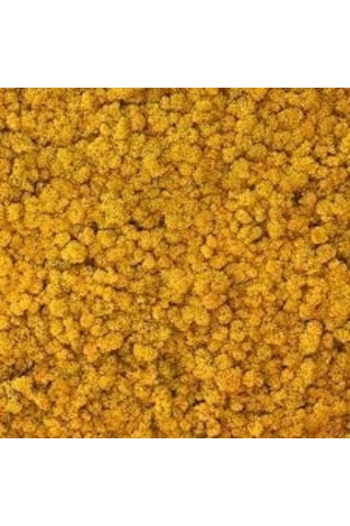 Reindeer Moss Hardal Şoklanmış Norveç Yosunu 30gr