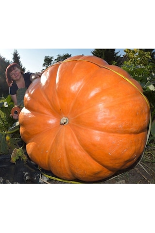 Dev Amerikan Balkabağı Tohumu