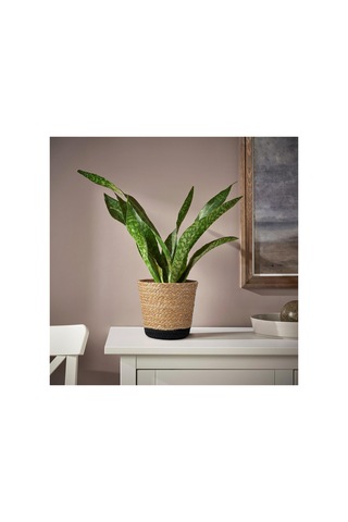 Rattan Saksı, Bej-siyah, 15 Cm, İç Mekan