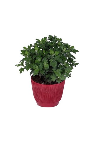 Kırmızı Kasımpatı Hüzün Çiçeği Krizantem 5-10 Cm