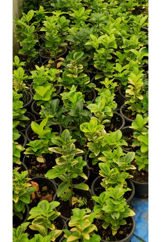 Taflan Fidanı - Canlı Bahçe Bitkisi 30-50cm 5 Adet